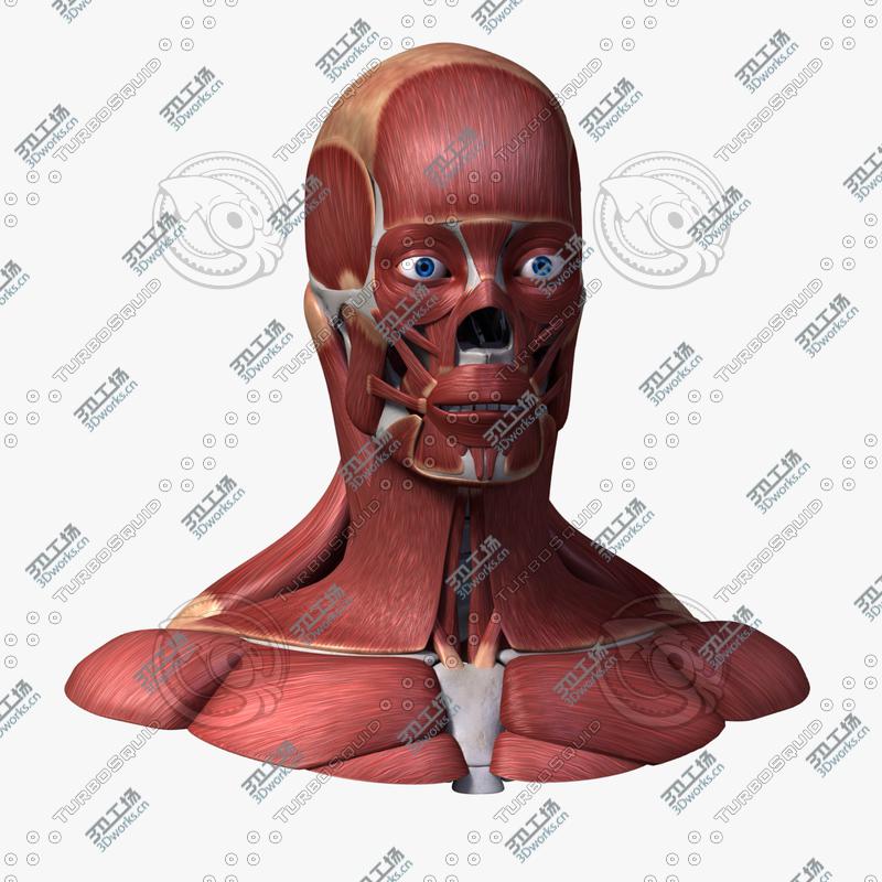 images/goods_img/20210313/Full Male Head Anatomy/5.jpg